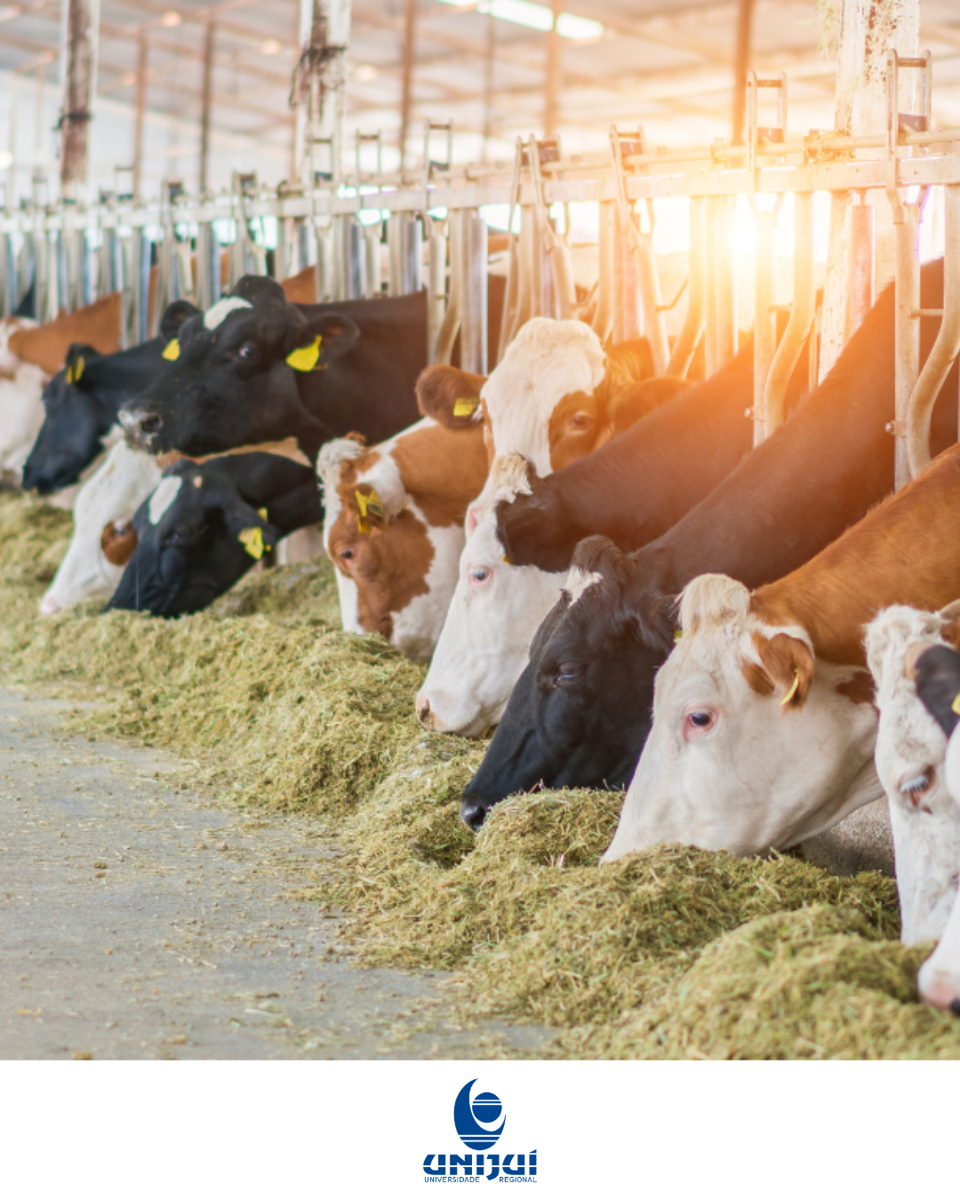 Roadmap for the Biogas Value Chain in the Livestock and Industrial Sectors of the Northwest Macroregion and Missions of the State of Rio Grande do Sul